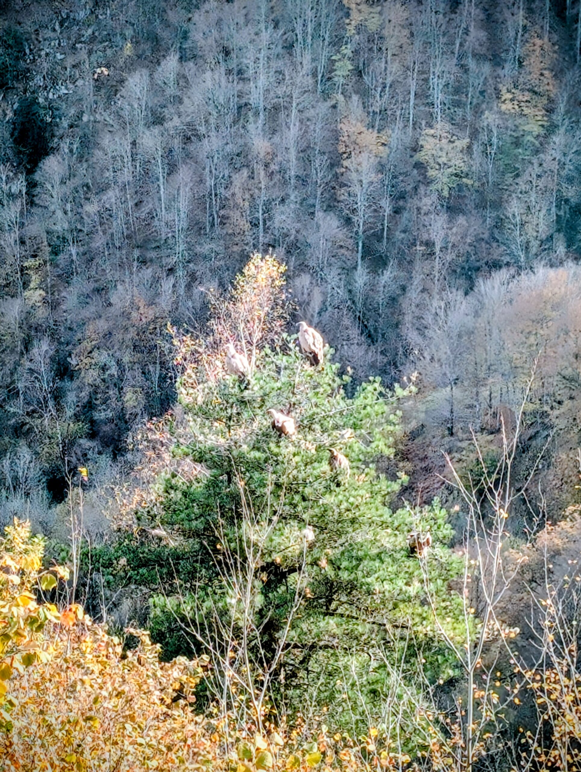 Griffon Vultures circling above a mountain pass.